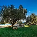 Abelia Luxurious פיניקונטה