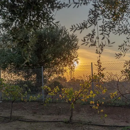 Abelia Luxurious Finikounta