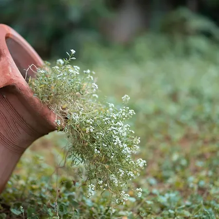 Abelia Luxurious Lägenhet