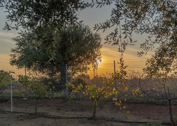 Abelia Luxurious Finikounta