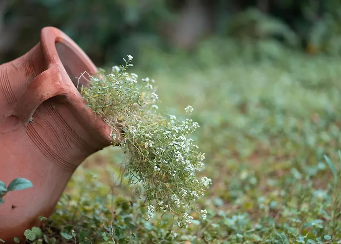 Abelia Luxurious Lejlighed