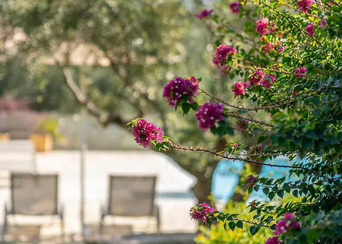 Abelia Luxurious Lejlighed *